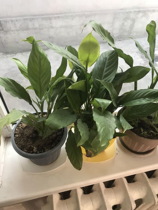 Продам цветы комнатные