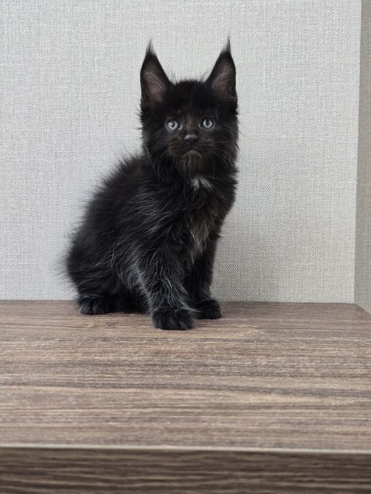 Продаю Мейн Кун девочка