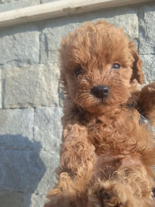 Той Пуделчета Мини