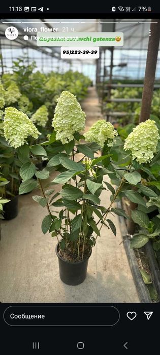 Гортензия метельчатая  полярный медведь 2 летный