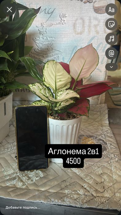 Комнатные цаеты для дома и офиса