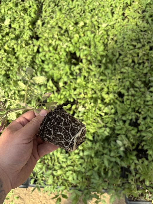 Расад  розова магия