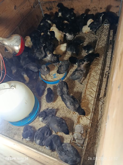 Pui australorp si pui de casă