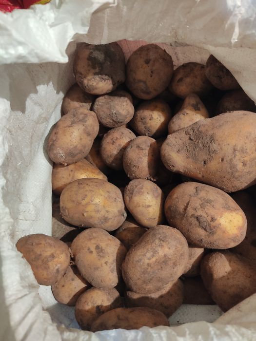 Продам картофель