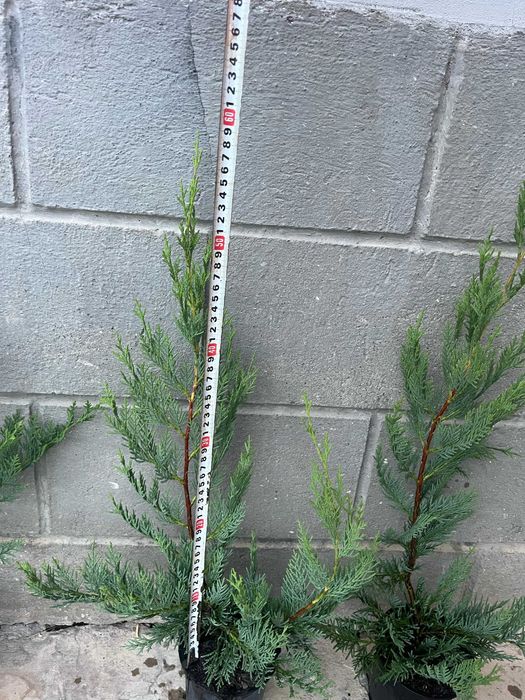 Лейландски кипарис за жив плет