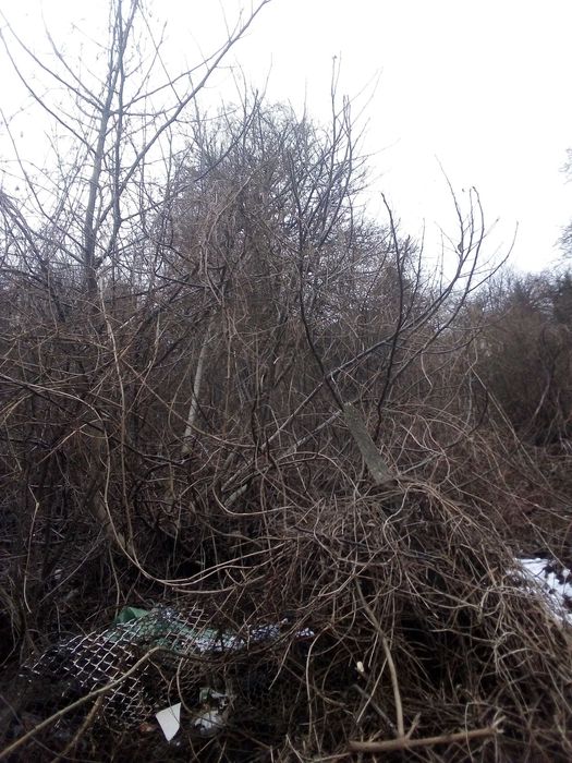 Почистване на терени от дървета и храсти