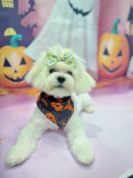 Salon Coafura Canina Arad -centru!