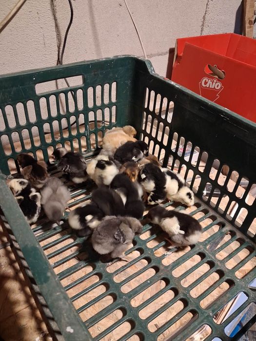 Vand pui de gaini moțate de rasa mai multe detalii la nr de telefon 07