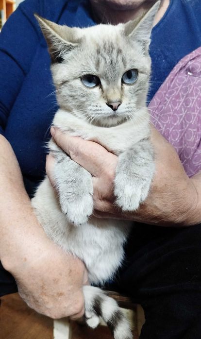 Отдам кошечку теплой заботливой душе