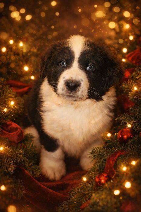 Щенки ищут дом: 2 мальчика  и  девочка