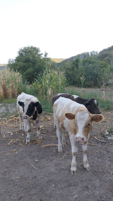 De vânzare patru viței