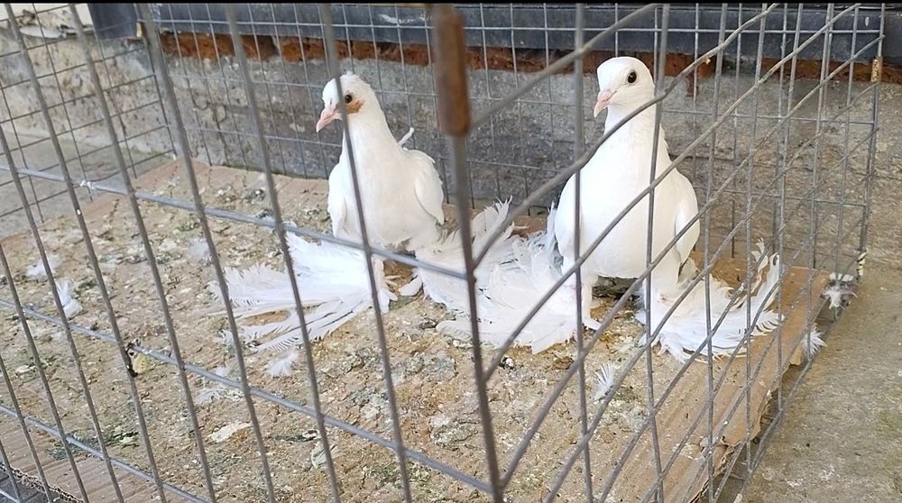 Голуби С/К Персы