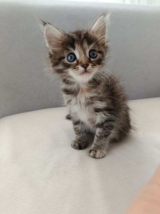 Котята милые ласковые