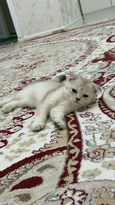 Шотландский мысық