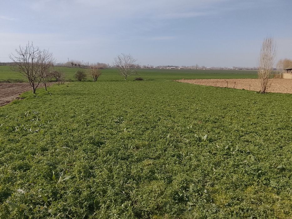 18 сотих йер учаскамиз сотувга чикти