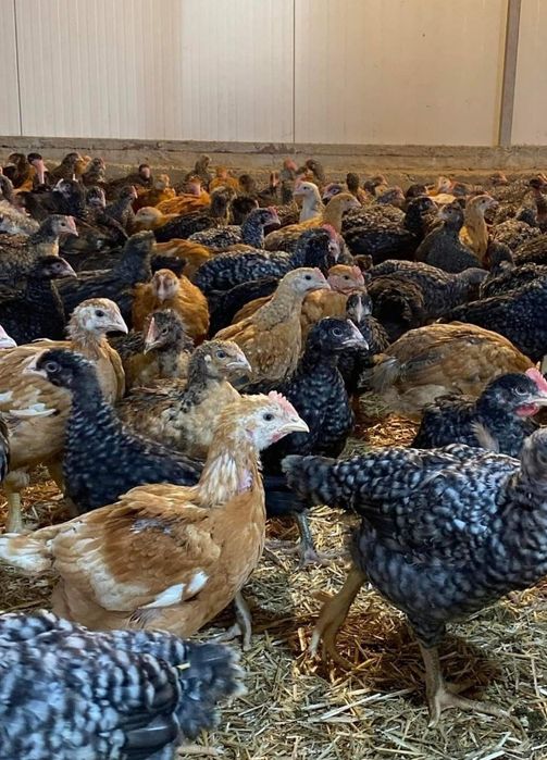 Pui alb de carne și pui rasă mixtă