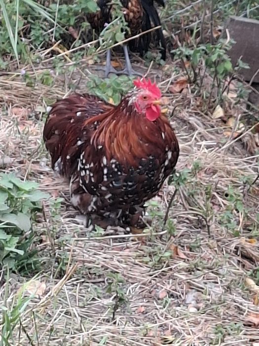Găini diferita rase