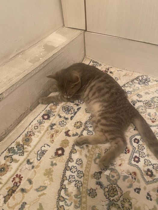Отдам котенка (девочка)