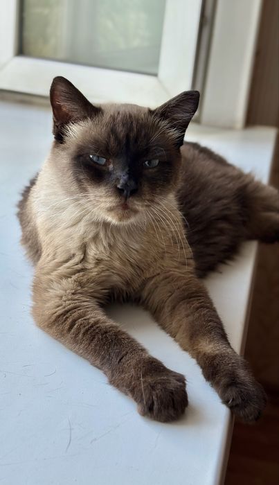 Сиамский кот Яша ищет дом