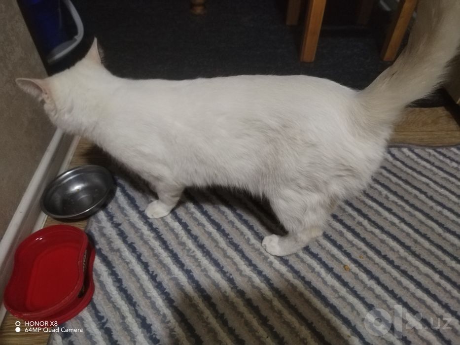 Скотиш страйт кошки