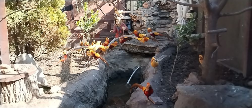 Fazani exotici auriu pe roșu , păuni ,rate mandarin .