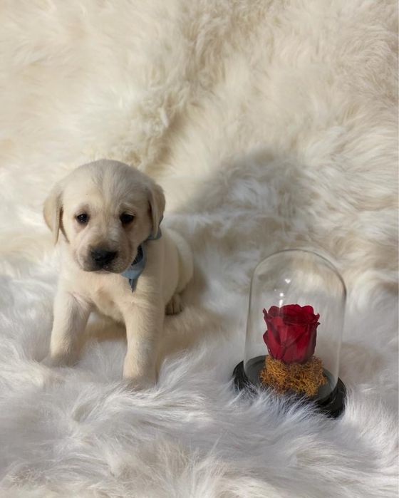 Labrador retriever
