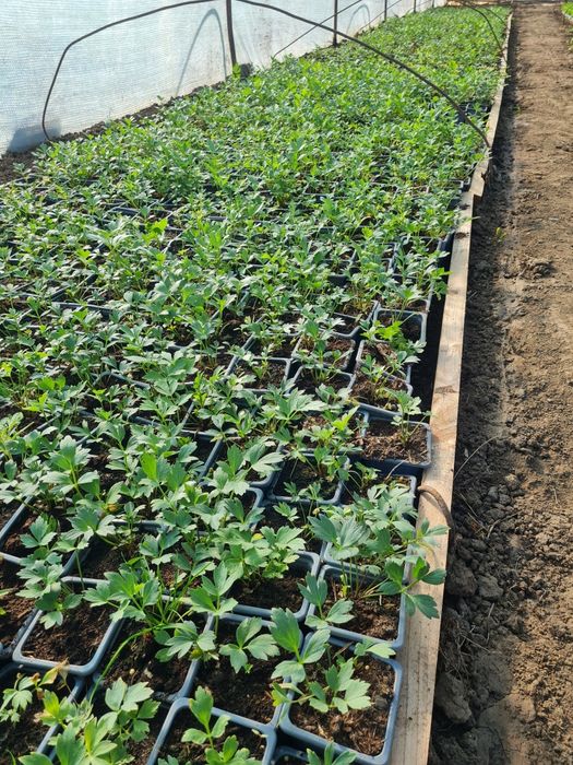 Rasaduri de Rosii de vanzare