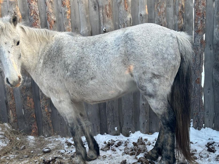 продам кобылу с откорма.