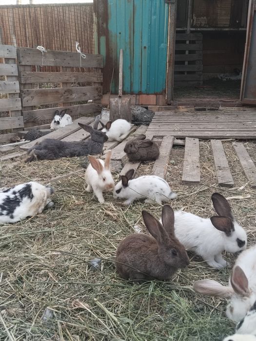 Продам   кролики