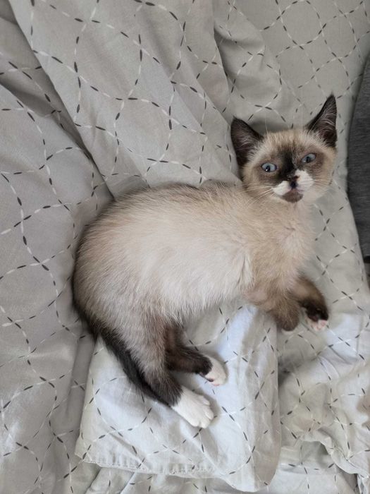 Se ofera catre adoptie pui de pisica siameza