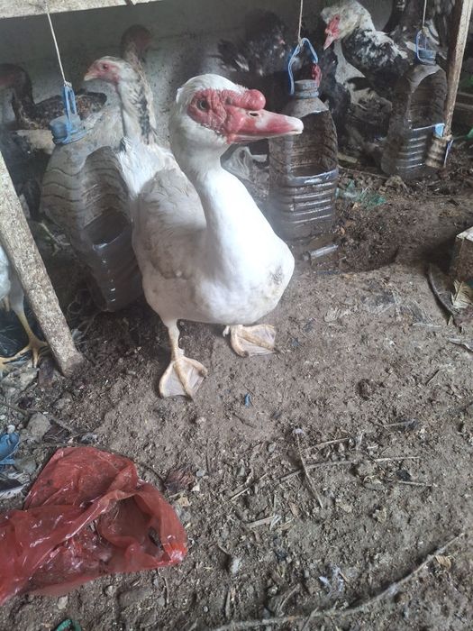 Индоутка қораздары. Обмен.