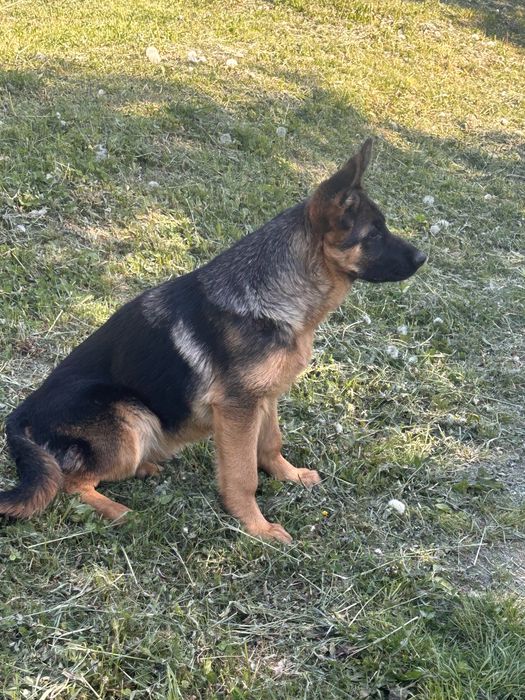 Femela ciobanesc german cu pedigree
