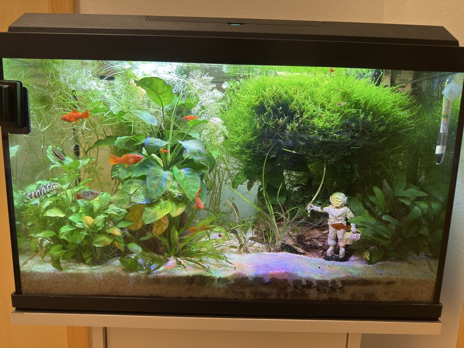 Acvariu 63 l complet