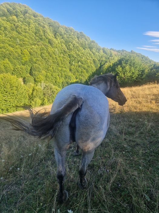 Vand iapa de 6 ani