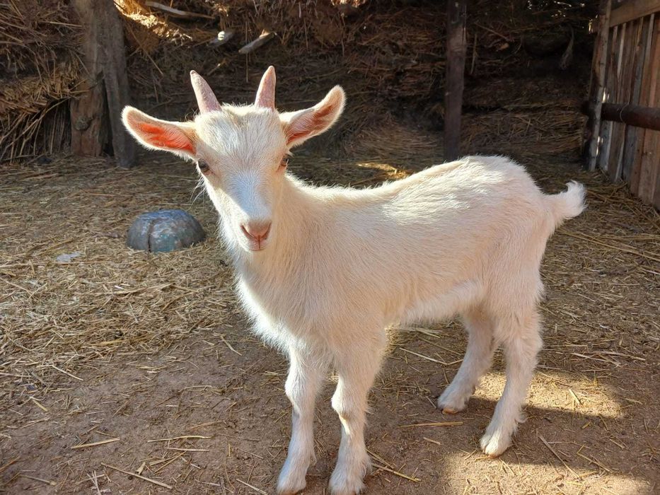 Теке, лақ сатылады.