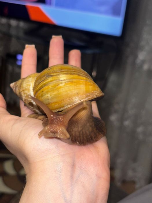 Отдам улиток в добрые руки