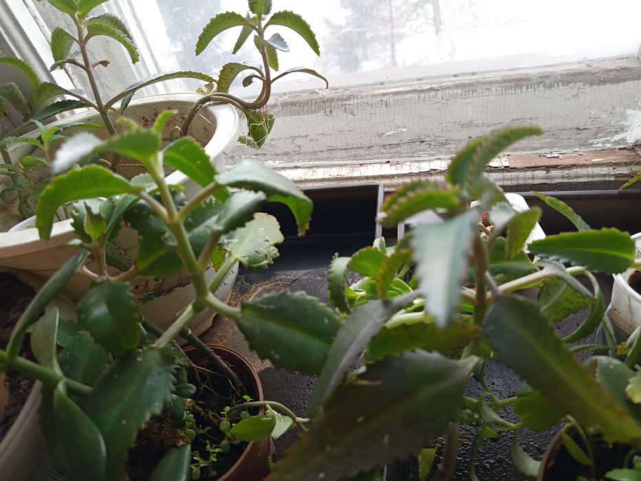 Продам комнатные растения