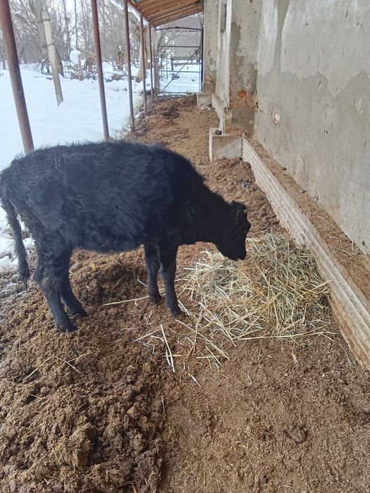 Ұргашы бузау  сатылады