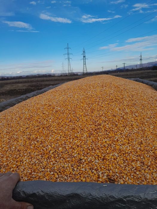 Porumb  boabe de vânzare