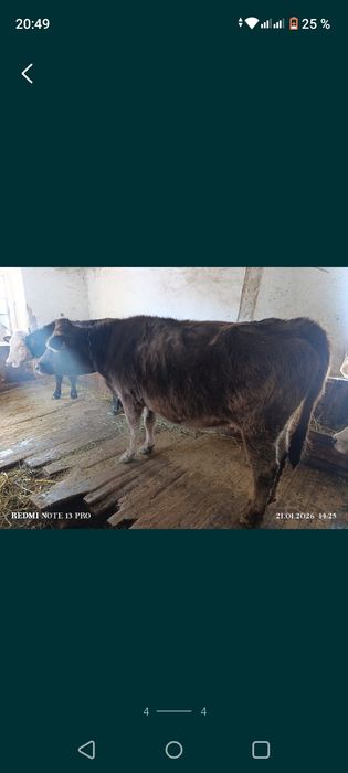 Продам корову стельную