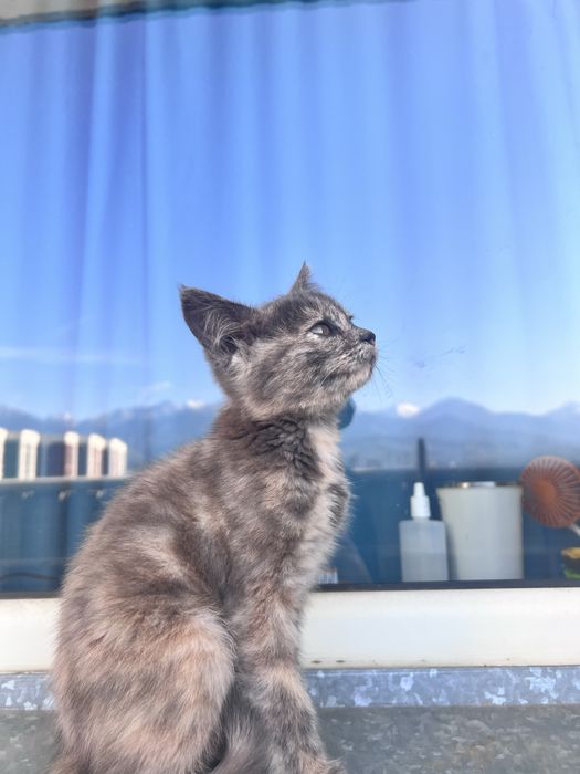 Котенок ищет любящую семью