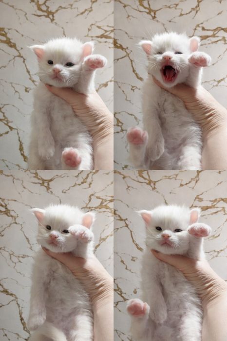 Котята Мейн Кун ( питомник)