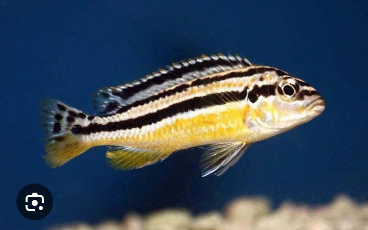 Цыхлидла сотилади срочно