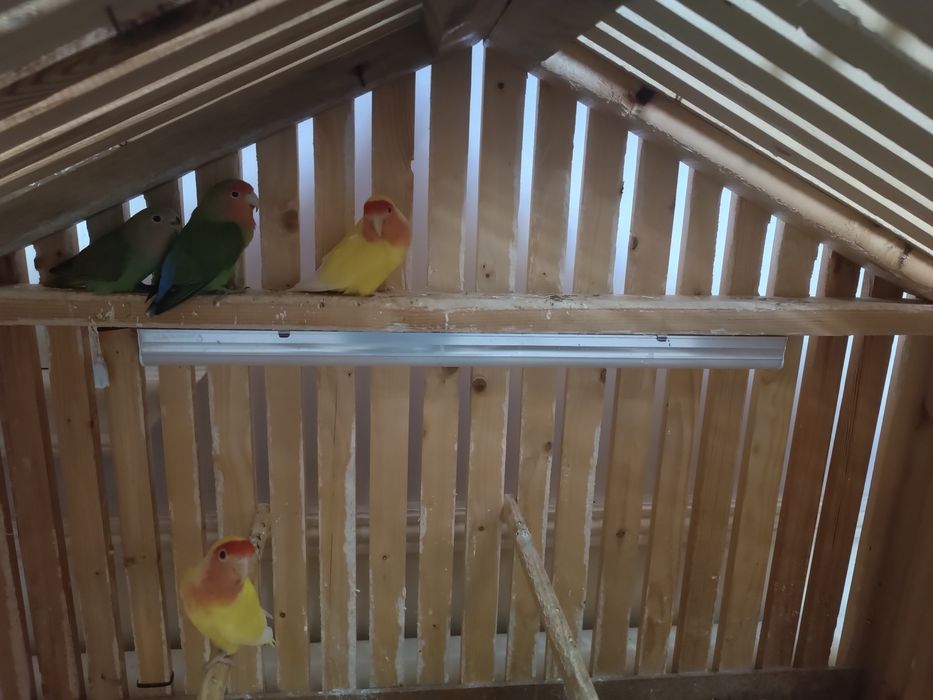 Неразлучка сотилади