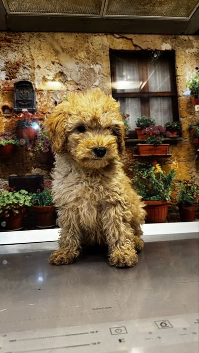Poodle toy de vanzare
