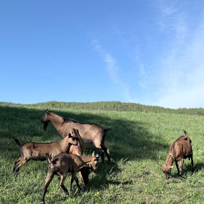 Capre Alpina Franceza cu pedigree