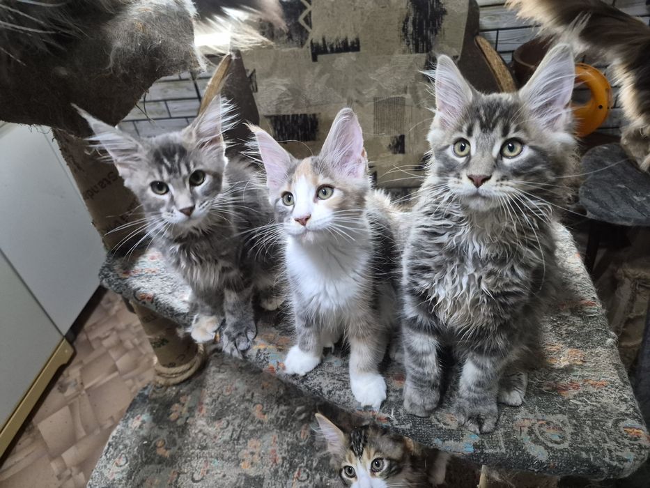 Котята мейн кун. Готовы ехать к вам