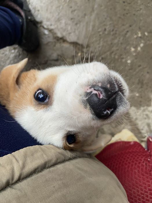 продается щенок алабай 2 мес., девочка