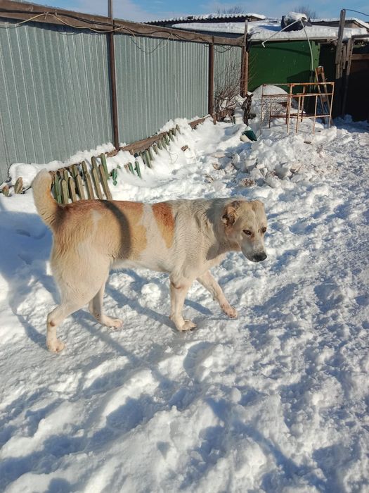 Сука  Алабая 1,2 месяцев