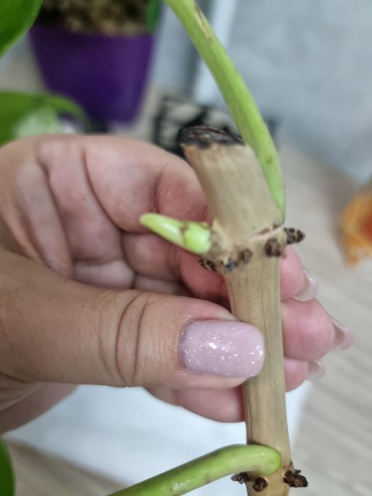 Филоденлрон из Тайланда